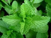 Menta/Menta negra
